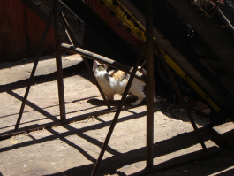 Gato en la Sala de Maquina del Asc. Espíritu Santo